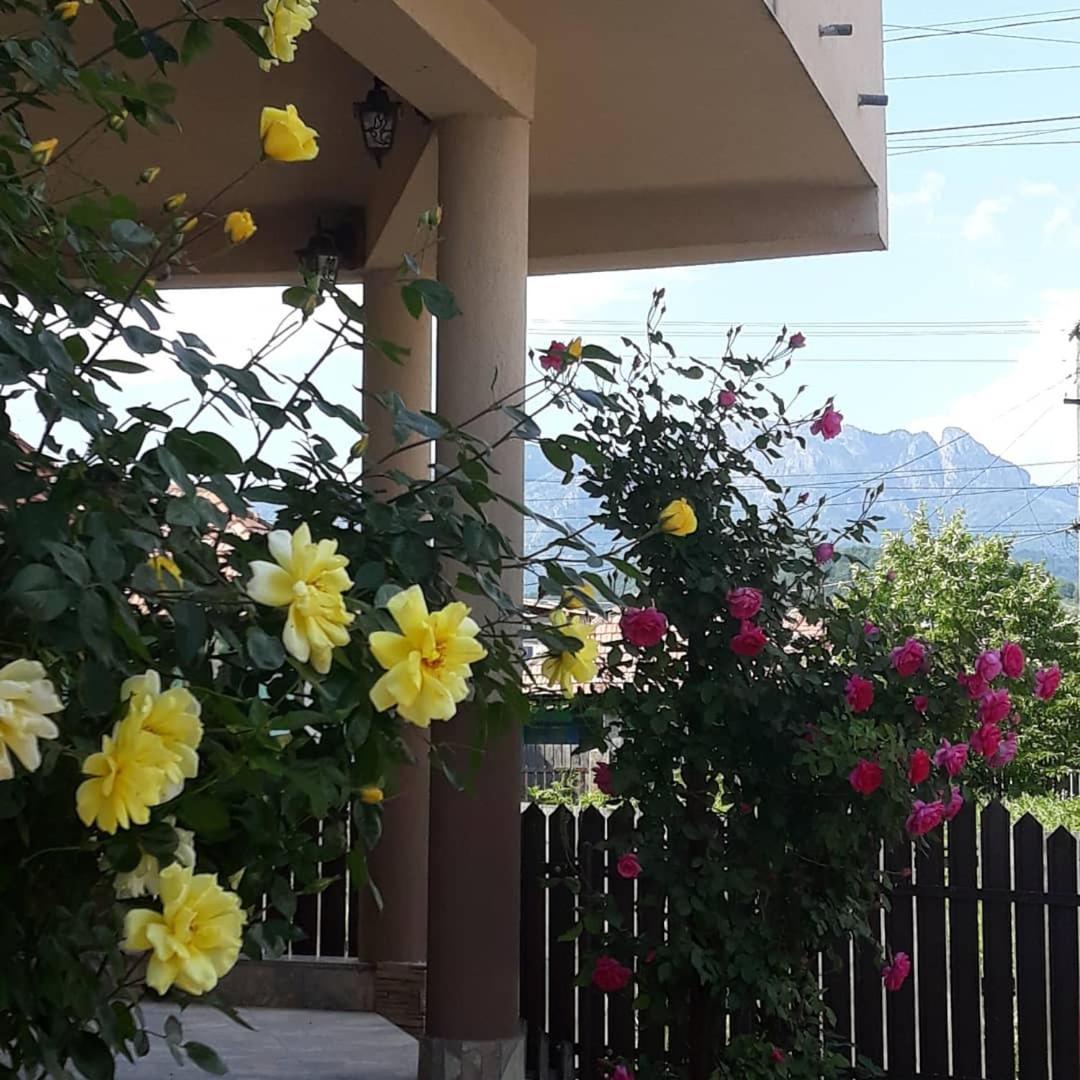 Hotel Casa Delia à Călimăneşti Extérieur photo